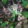 okrotice dlouholistá (Cephalanthera longifolia) vyskytující se v karpatských biokoridorech