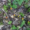 arón východní (Arum cylindraceum) vyskytující se v karpatských biokoridorech