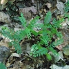 semenáčky dřezovce trojtrného (Gleditsia triacanthos) z biokoridoru Litobratřice