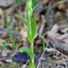 Cephalanthera damasonium nalezená ve větrolamu Kuní hora - Travičná