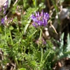 Astragalus danicus v lemu větrolamu Malá Vrbka