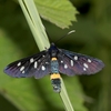 běloskvrnáč pampeliškový (Amata phegea) - biokoridor Křižanovice