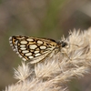 soumračník černohnědý (Heteropterus morpheus) - biokoridor Želeč