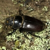 roháč obecný (Lucanus cervus), samička -  biokoridor Litobratřice