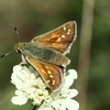 soumračník čárkovaný (Hesperia comma) - biokoridor  Želeč a Kuželov