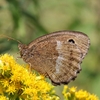 okáč ovsový (Minois dryas) - biokoridor Vlkoš, Hrušky a Litobratřice-jih