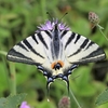 otakárek ovocný (Iphiclides podalirius) - zjištěn v pěti biokoridorech